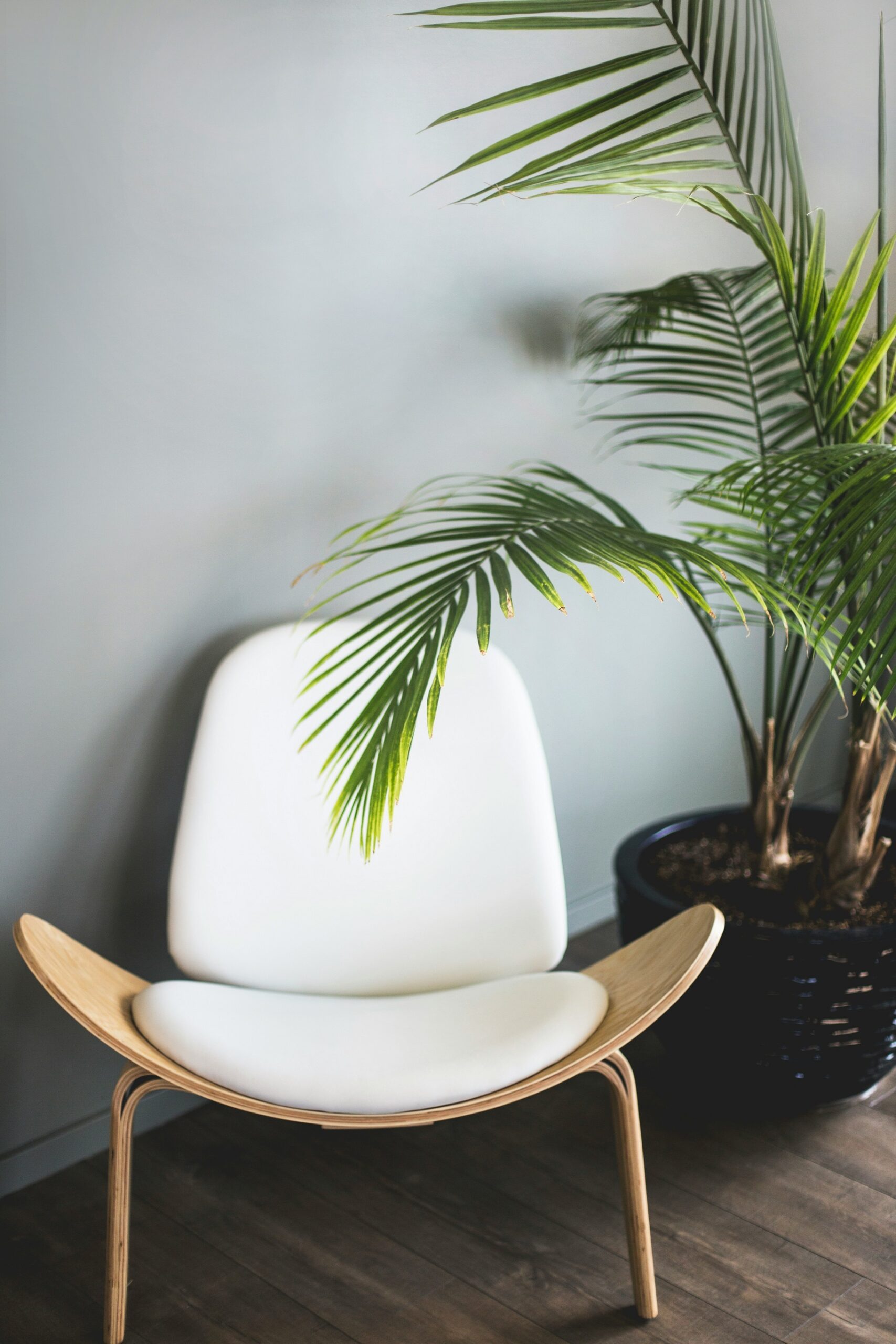 silla junto a planta